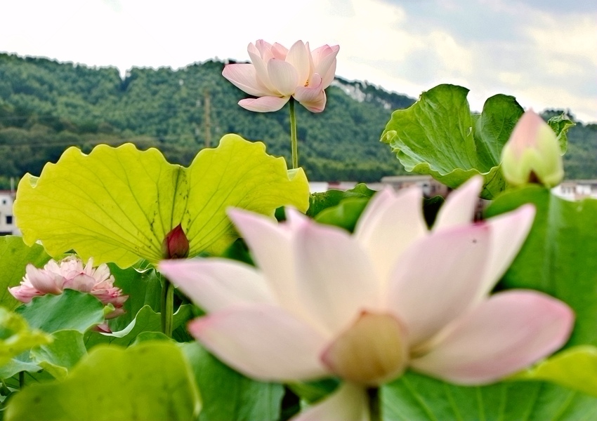 �ɻ�ʢ�_��