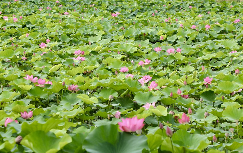 �ɻ�ʢ�_��