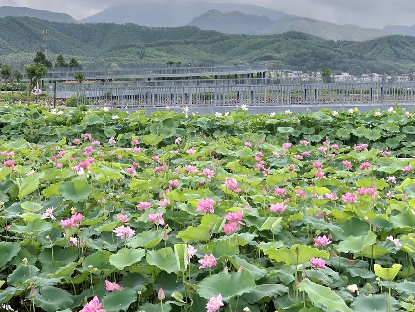 �ɻ�ʢ�_��