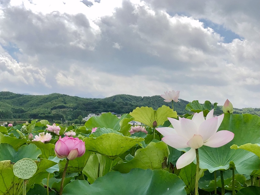 �ɻ�ʢ�_��