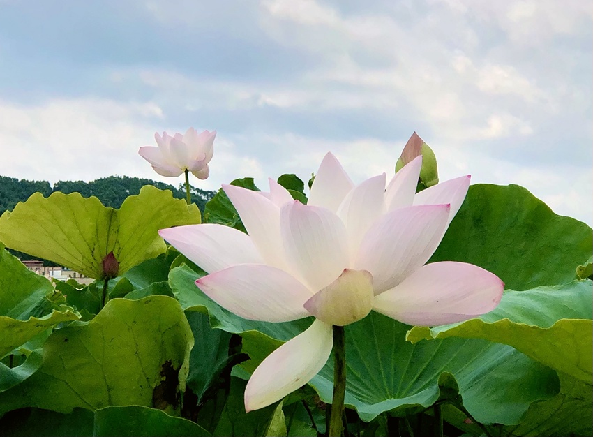 �ɻ�ʢ�_��