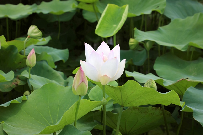 �ɻ�ʢ�_��