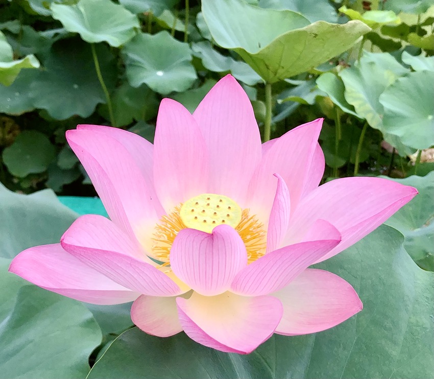 �ɻ�ʢ�_��