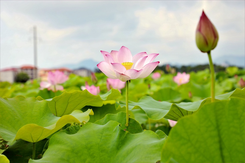 �ɻ�ʢ�_(k��i)��