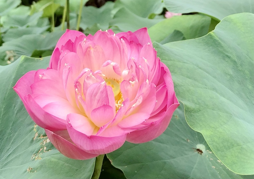 �ɻ�ʢ�_��