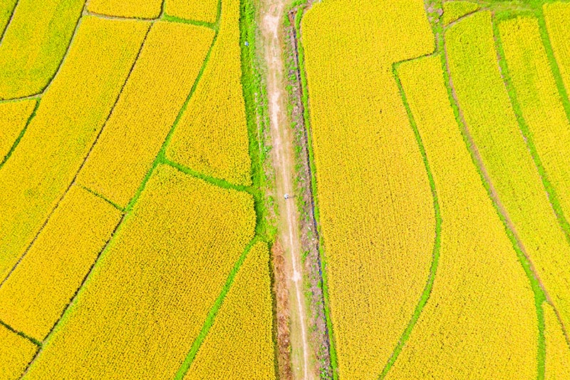 ���Sɫ�ĵ�����