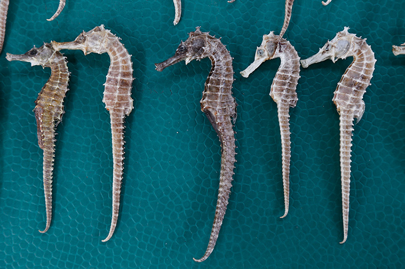 ��@�ĺ��R����