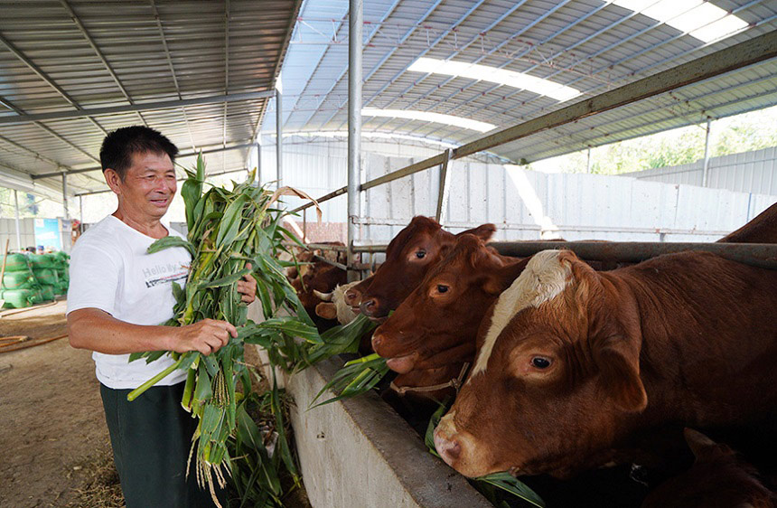 �r(n��ng)����ˮ�����׽ն�ιţ��