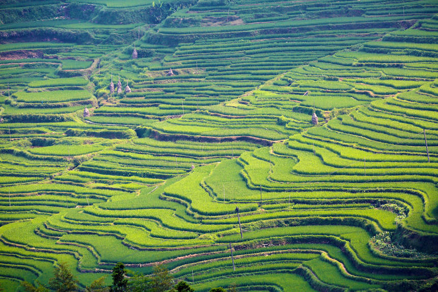 ���(y��ng)�����ҫ�����������һ�ݽ��Sɫ��