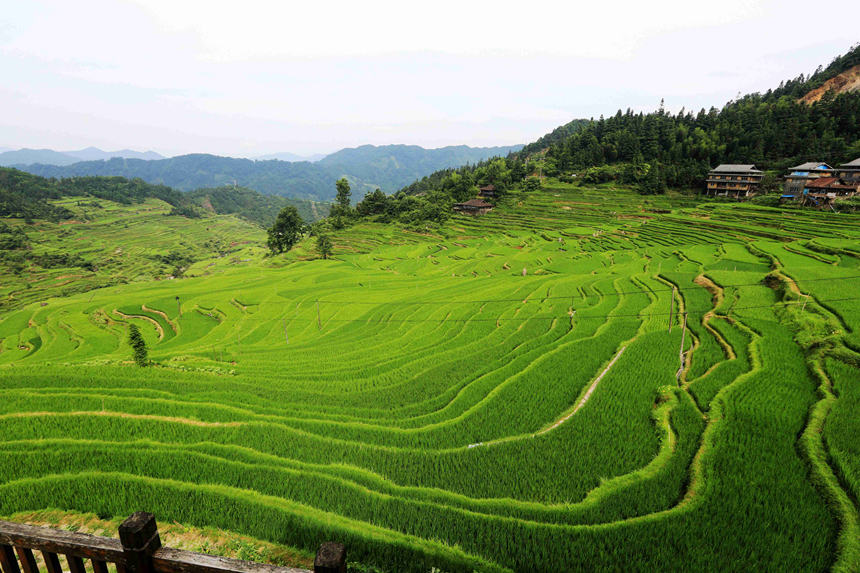 ���ѱPɽ��������