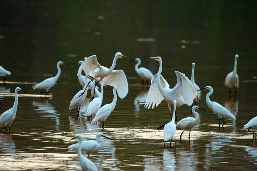 ���B(ni��o)��һ���ґ������[��