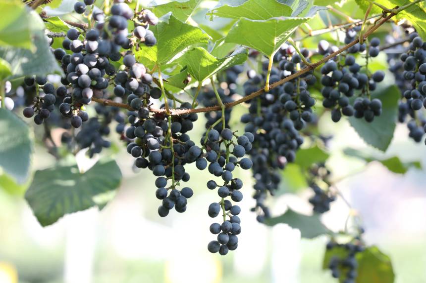 �ڏV�������������οhͬ�������l(xi��ng)�w�|�����ш@��(n��i)��ɽҰ�����ѽ�(j��ng)���������տ��z