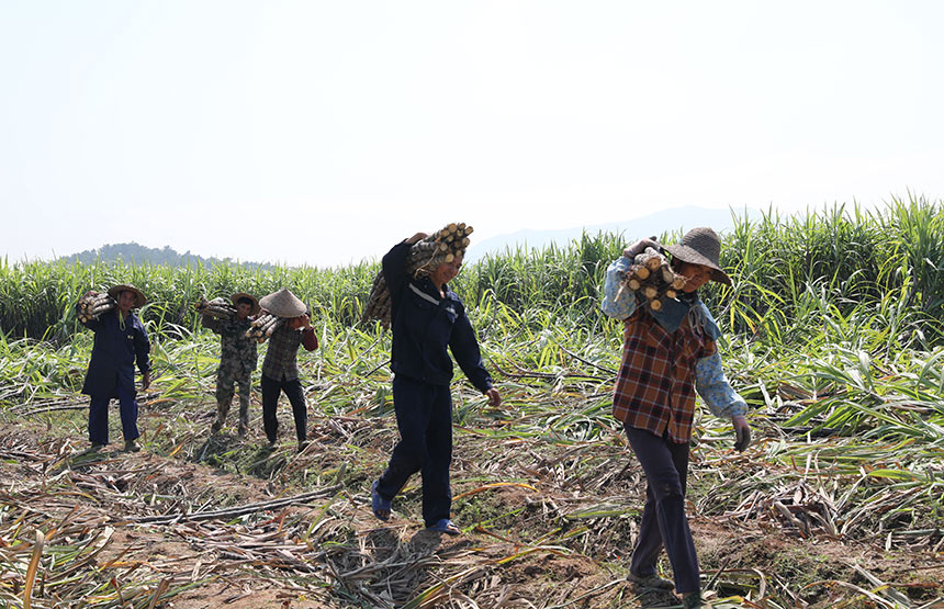 ���r(n��ng)���ڰ��\(y��n)�������S�����z