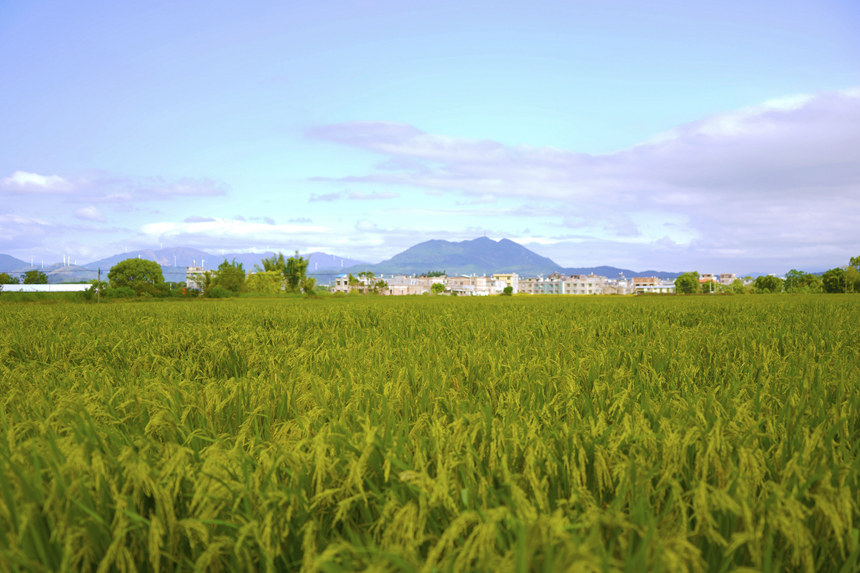 �����(zh��n)������