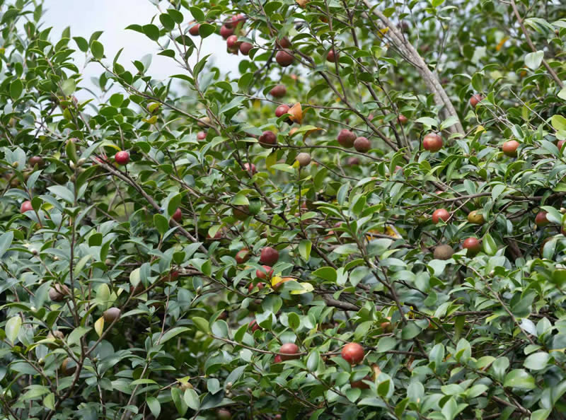 ������Ͳ����M֦�^�������ܔz