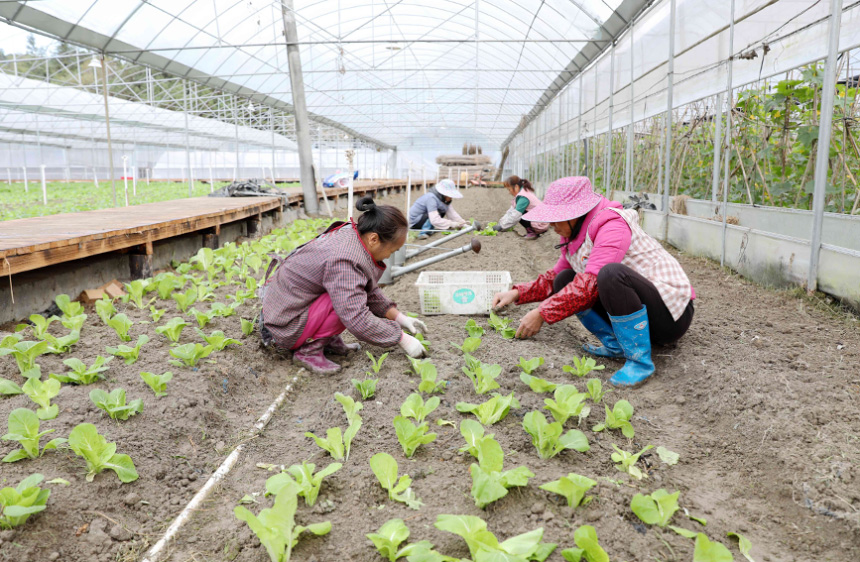 �����������οh�����(zh��n)���ִ�������߲˴����(n��i)���N�߲ˡ����տ��z