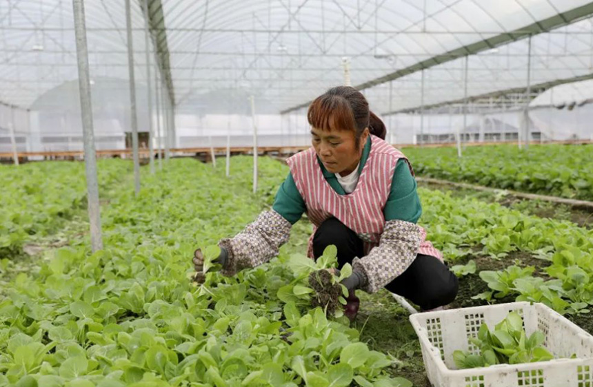 �����������οh�����(zh��n)���ִ�������߲˴����(n��i)�����߲���ȫ������(y��ng)���l(xi��ng)�߲��Ј������տ��z