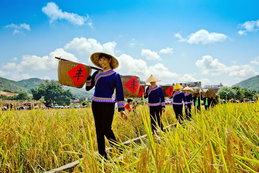 村民們享受豐收的喜悅。