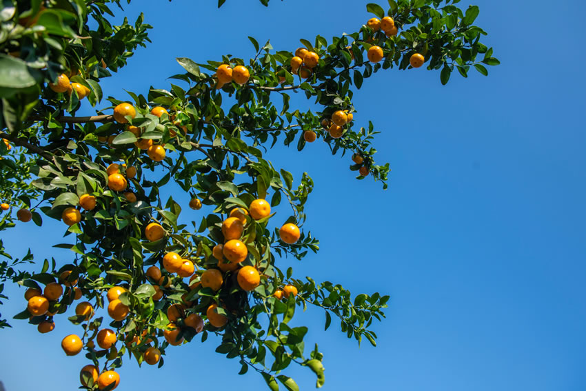 ����(sh��)���ے�M֦���ܽ��i�z