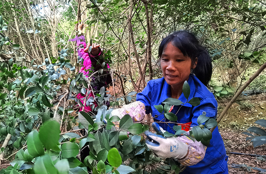村民在采摘油茶果。