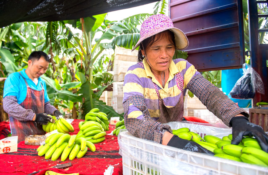 ���r(n��ng)�����b���㽶��