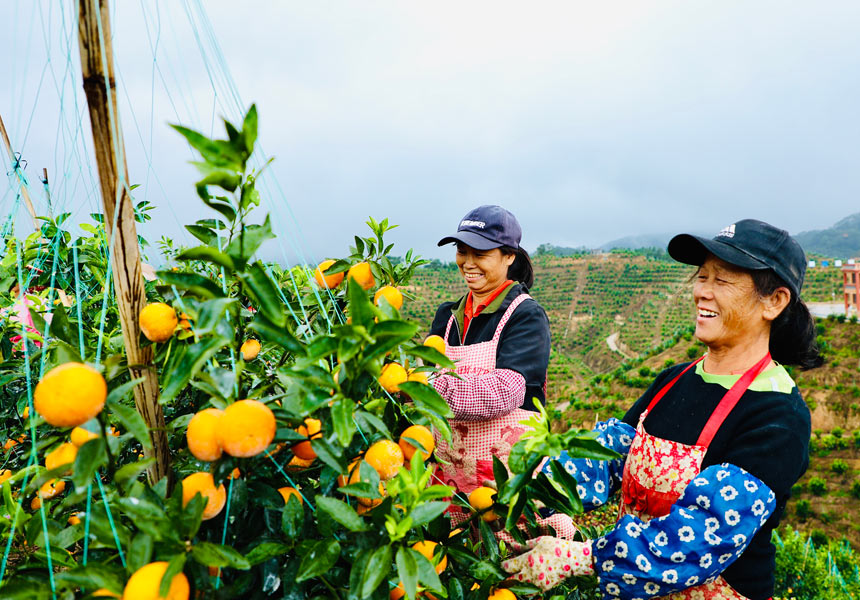 ���r(n��ng)�����ָ̻���ժ����