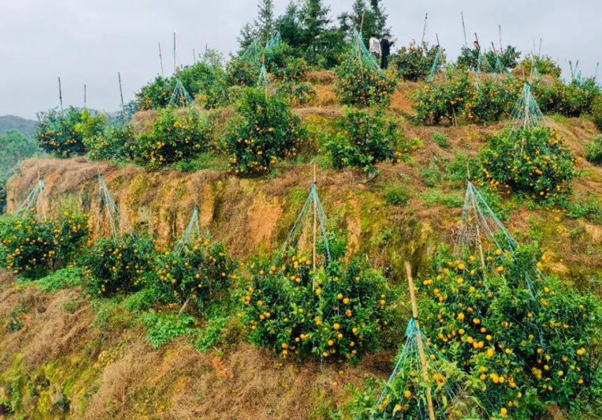 ƽ�Ͽh�����(zh��n)�ָ̻��ء�