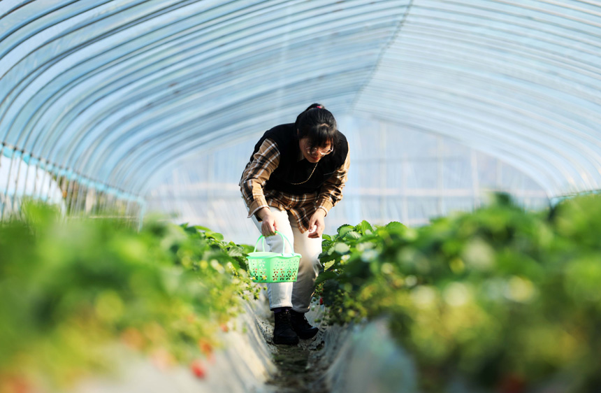 �������ڲ�ժ��ݮ��