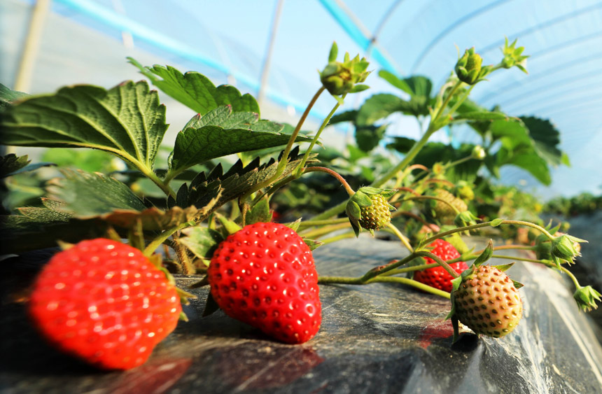 ��ݮ�ѽ�(j��ng)�M(j��n)���ժ�ڡ�