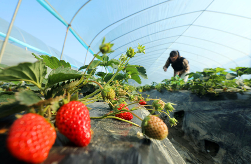 ���ڰ��h�L(zh��ng)���(zh��n)���´��ݮ�Nֲ���أ�һ���������ڲ�ժ��ݮ��