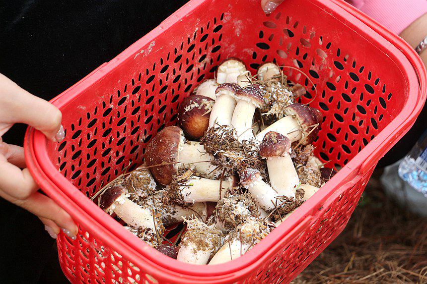 ������ժ���ĳ����������ɻ۔z