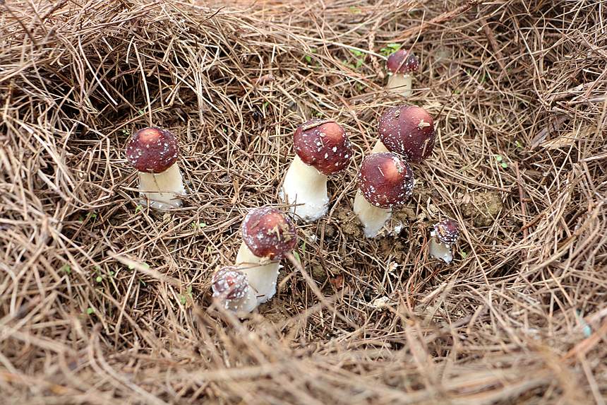 ̎�ڳ��L(zh��ng)�ڵĳ����ס����ɻ۔z