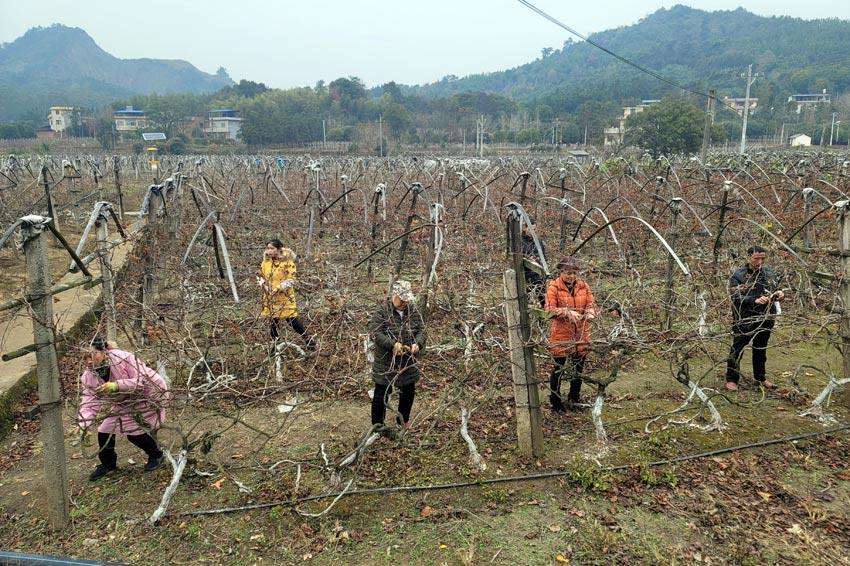 ���ѷNֲ�r(n��ng)�􌍲�����С�o�z