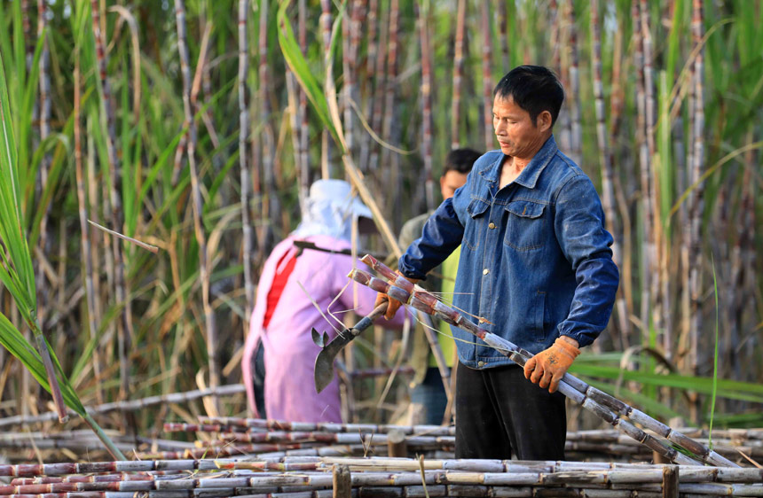 蔗農(nóng)正在田間砍收甘蔗。