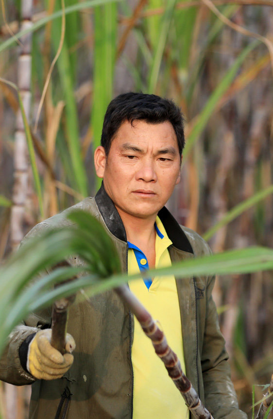 蔗農(nóng)正在田間砍收甘蔗。