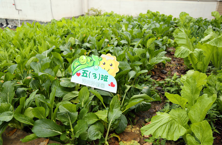 �F���и۱��^(q��)����·С�W(xu��)��1000���Ąڄ�(d��ng)��������˼�z