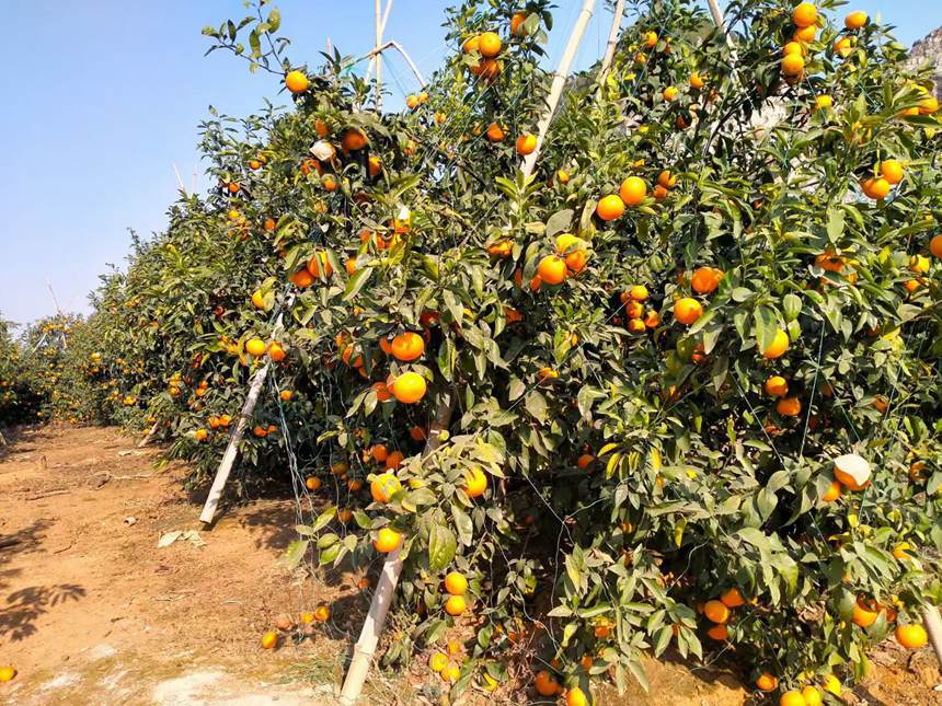 ���S�����������L(zh��ng)�M�˂�(g��)�^M�������֭���S���