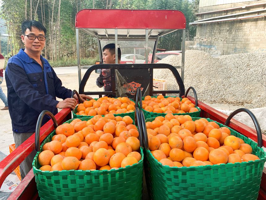 賴坡村果農(nóng)陸國江和剛采摘裝筐的沃柑