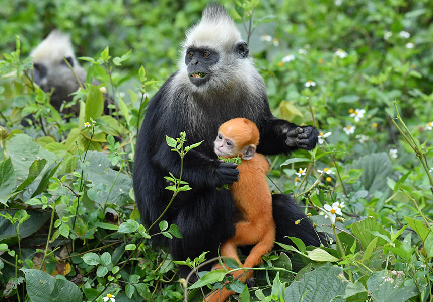 Ғʳ�еİ��^�~����V�i�z