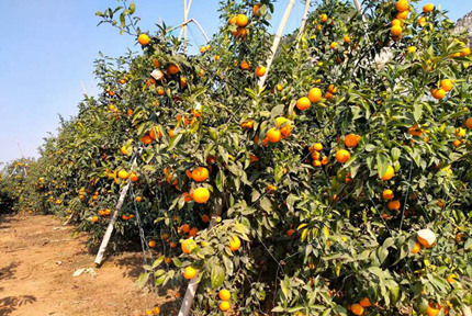 “沃”土長(zhǎng)滿黃金果“柑”橘豐收果農(nóng)樂(lè)走進(jìn)南寧市武鳴區(qū)甘圩鎮(zhèn)賴坡村，映入眼簾的是一幅金黃的沃柑豐收畫(huà)卷：金黃的沃土長(zhǎng)滿了個(gè)頭飽滿、香甜多汁的黃金果，果農(nóng)正忙著采摘、搬運(yùn)，工人們熟練地分揀、裝箱，一箱箱清香四溢的沃柑正在裝車，即將發(fā)往全國(guó)各地【詳細(xì)】 