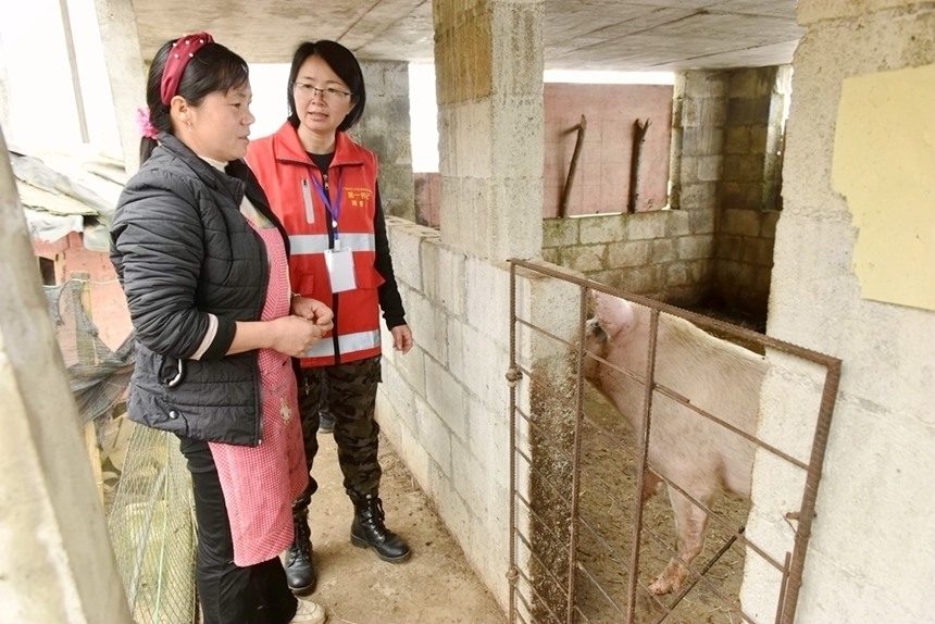 周愛云了解群眾生豬養(yǎng)殖產(chǎn)業(yè)。