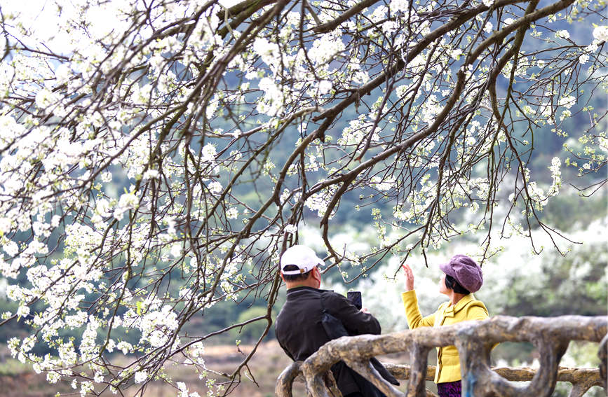 游客花樹(shù)下留影。陸敏攝