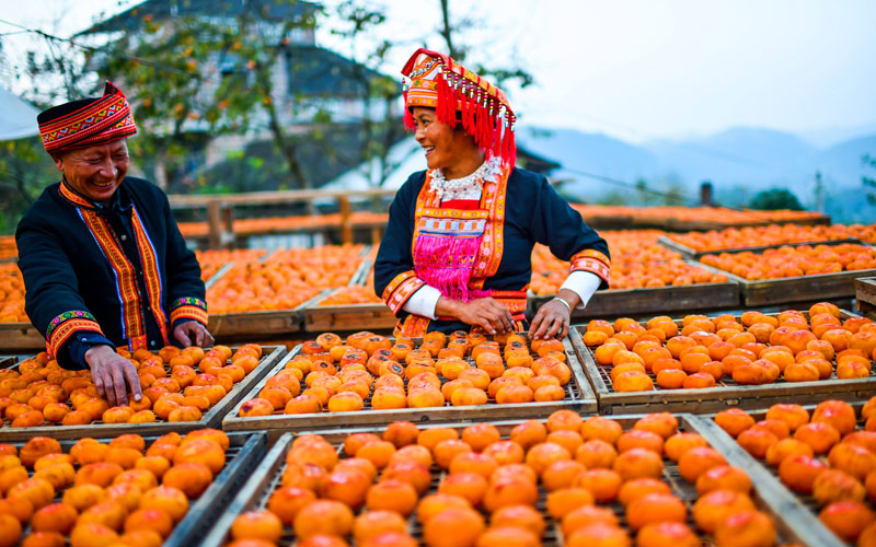 瑤胞們正在曬制柿餅