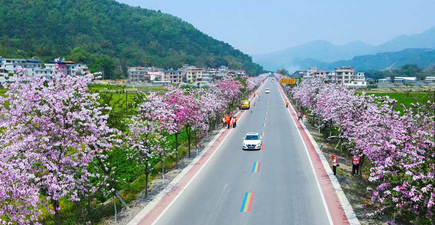 宮粉紫荊盛開。 潘建川攝
