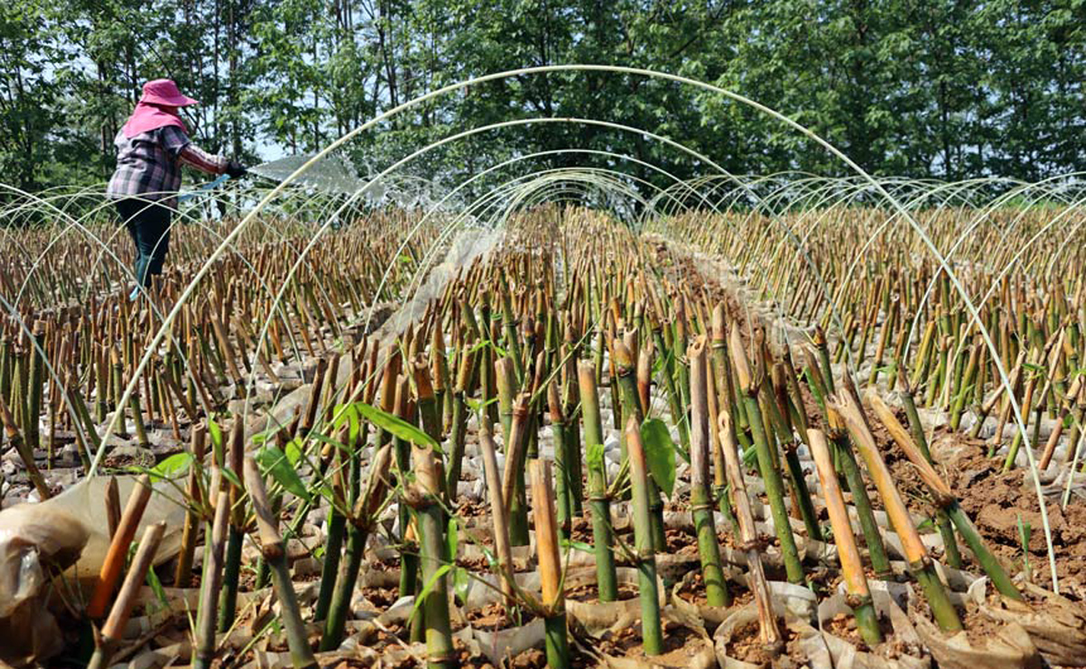 柳州市柳江區(qū)：春光無(wú)限好 麻竹育苗忙