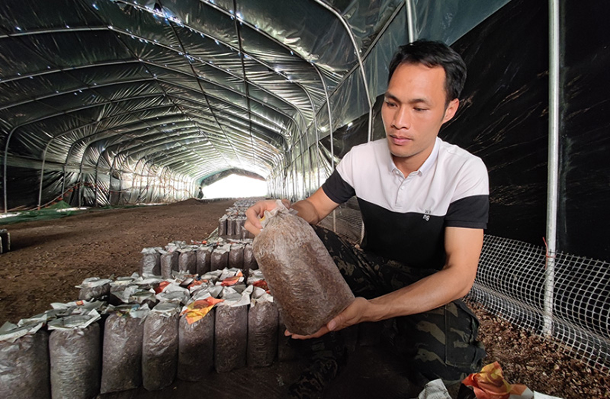 上思：“桑枝”長(zhǎng)出食用菌 延伸桑蠶產(chǎn)業(yè)鏈