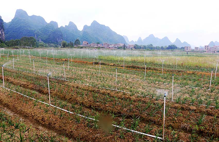 鐘山縣永豐農(nóng)機(jī)種植專業(yè)合作社設(shè)施蔬菜標(biāo)準(zhǔn)化基地。廖超文攝