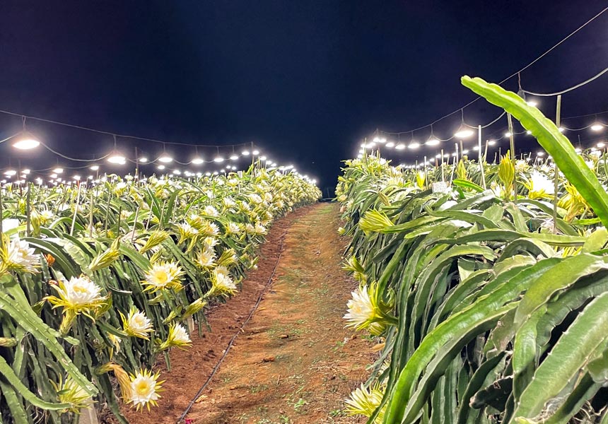 火龍果種植示范園用上燈光補(bǔ)給系統(tǒng)。