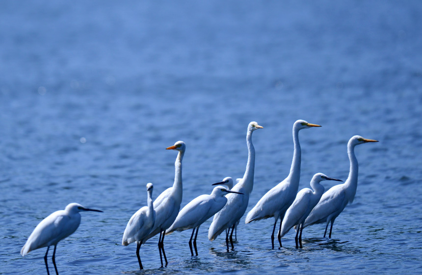 鄉(xiāng)村生態(tài)美 白鷺翩翩來。
