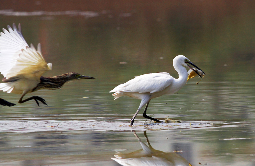 ������ʳ˲�g��